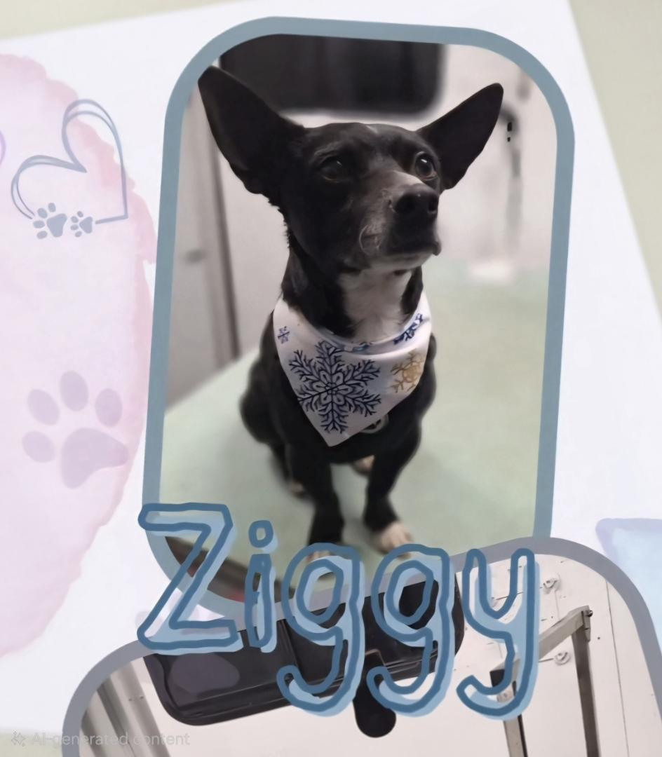 Ziggy- courtesy post, Adoptable, Adult Male Terrier & Chihuahua.