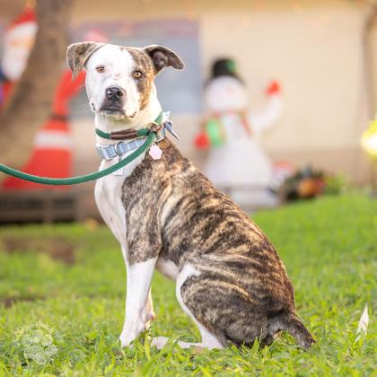 Enlarge Ned, a Adoptable mixed breed in Honolulu, HI image 1/3