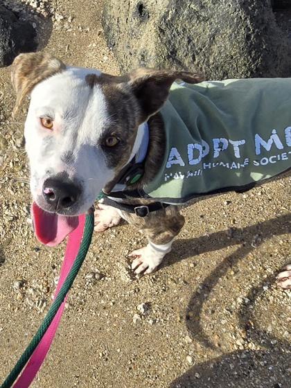 Enlarge Ned, a Adoptable mixed breed in Honolulu, HI image 2/3