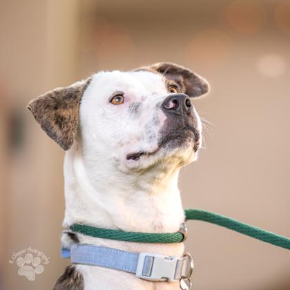 Enlarge Ned, a Adoptable mixed breed in Honolulu, HI image 3/3