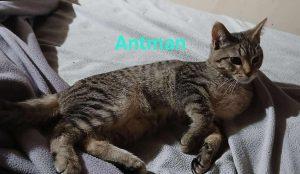 Antman, Adoptable, Kitten Male Domestic Short Hair.