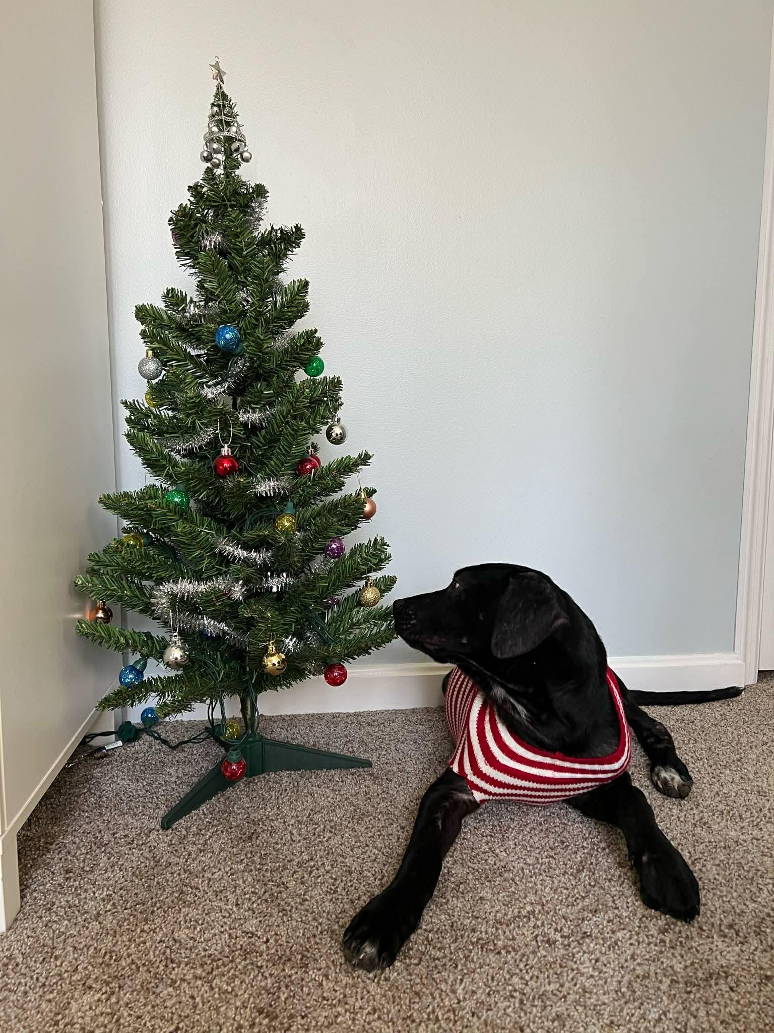 Bingo, a ADOPTABLE mixed breed in Brattleboro, VT image 4/4