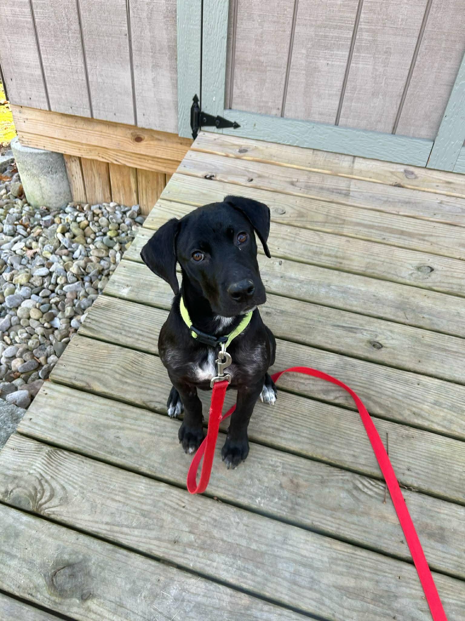 Bingo, a ADOPTABLE mixed breed in Brattleboro, VT image 2/4