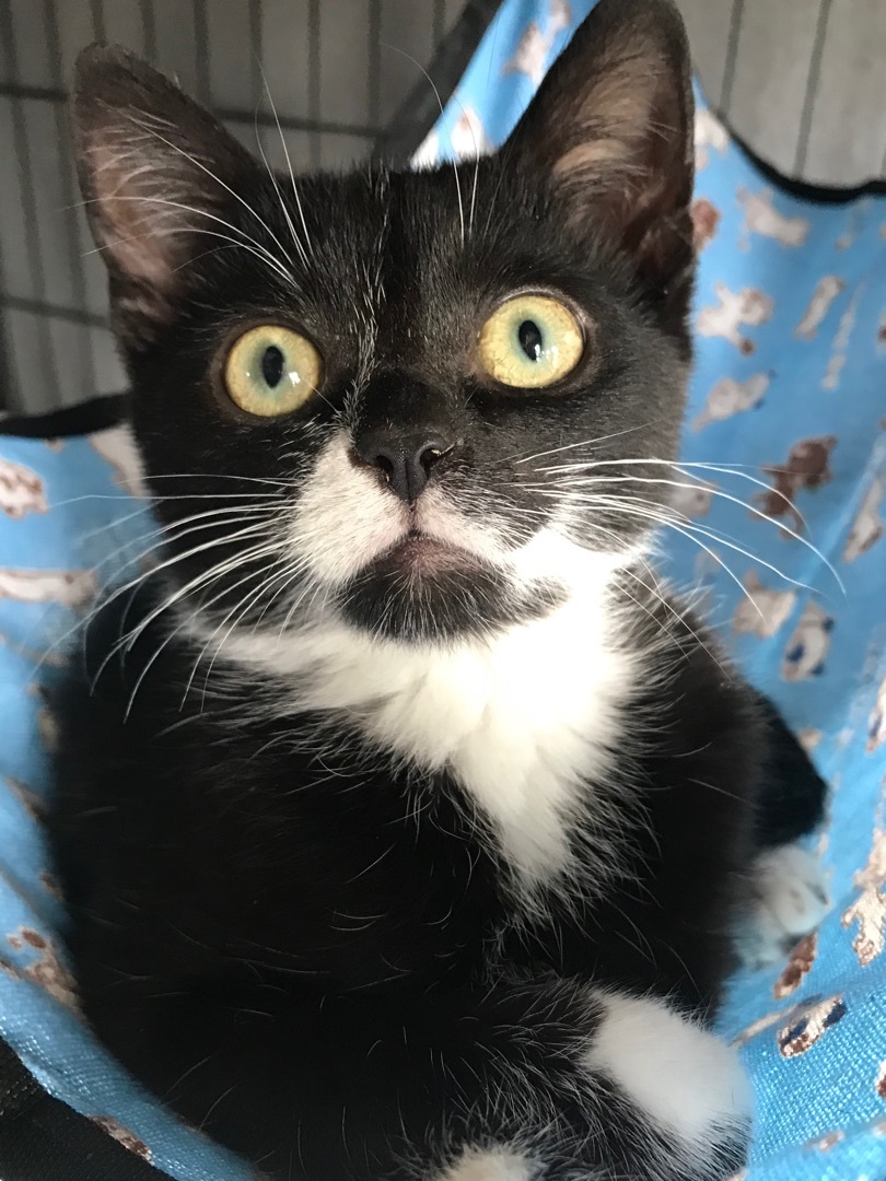 Suzie, a Adoptable Domestic Short Hair in Hopkinsville, KY image 1/4