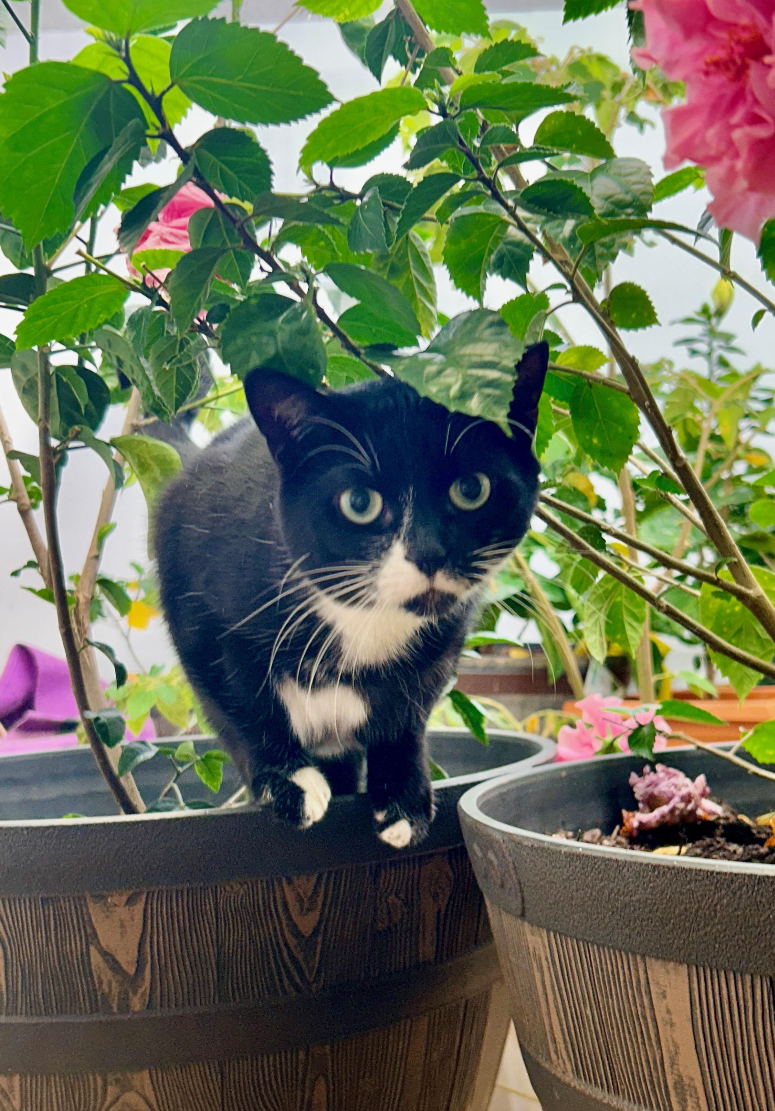 Suzie, a Adoptable Domestic Short Hair in Hopkinsville, KY image 2/3