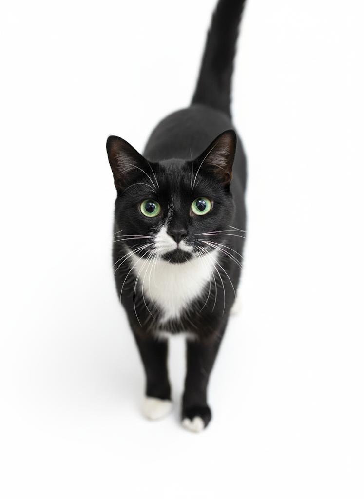 Suzie, a Adoptable Domestic Short Hair in Hopkinsville, KY image 3/3