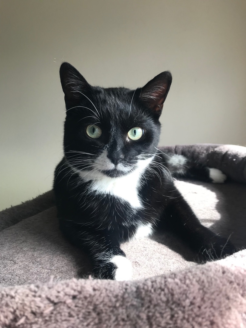 Suzie, a Adoptable Domestic Short Hair in Hopkinsville, KY image 2/4