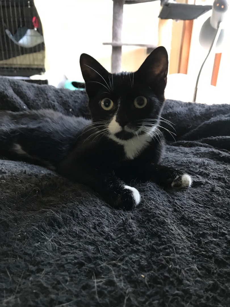 Suzie, a Adoptable Domestic Short Hair in Hopkinsville, KY image 3/4