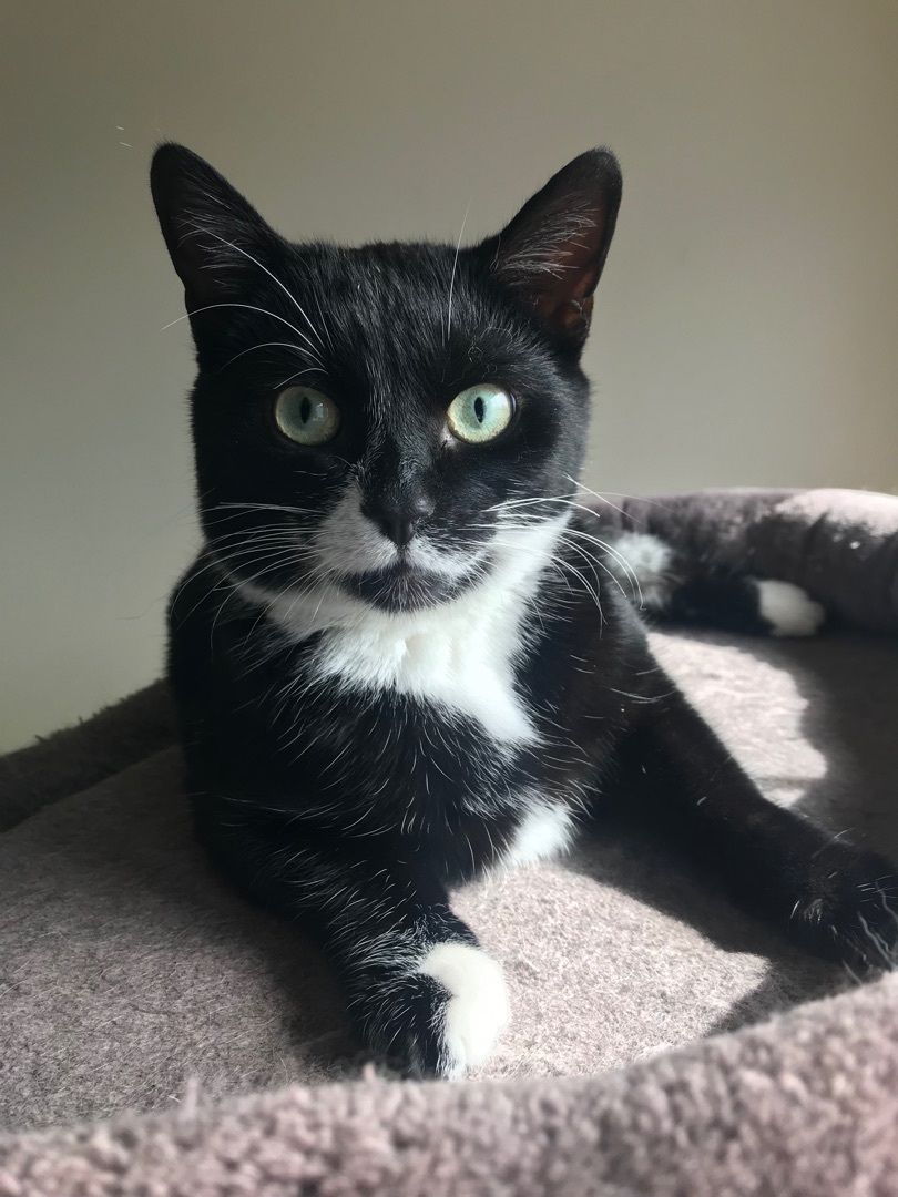 Suzie, Adoptable, Young Female Domestic Short Hair.