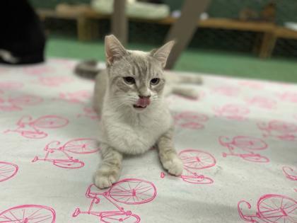 Newton(Foster Needed), Adoptable, Young Male Siamese & Domestic Short Hair.