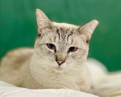 Newton(Foster Needed), a Adoptable mixed breed in River Ridge, LA image 2/2