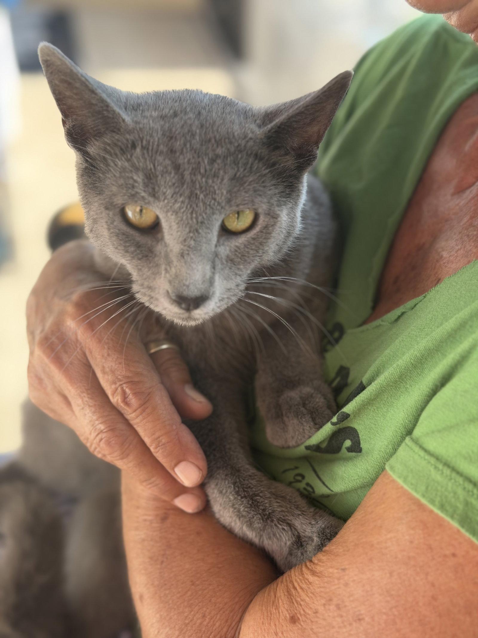Enlarge Sterling, a Adopted Russian Blue in West Palm Beach, FL image 1/3