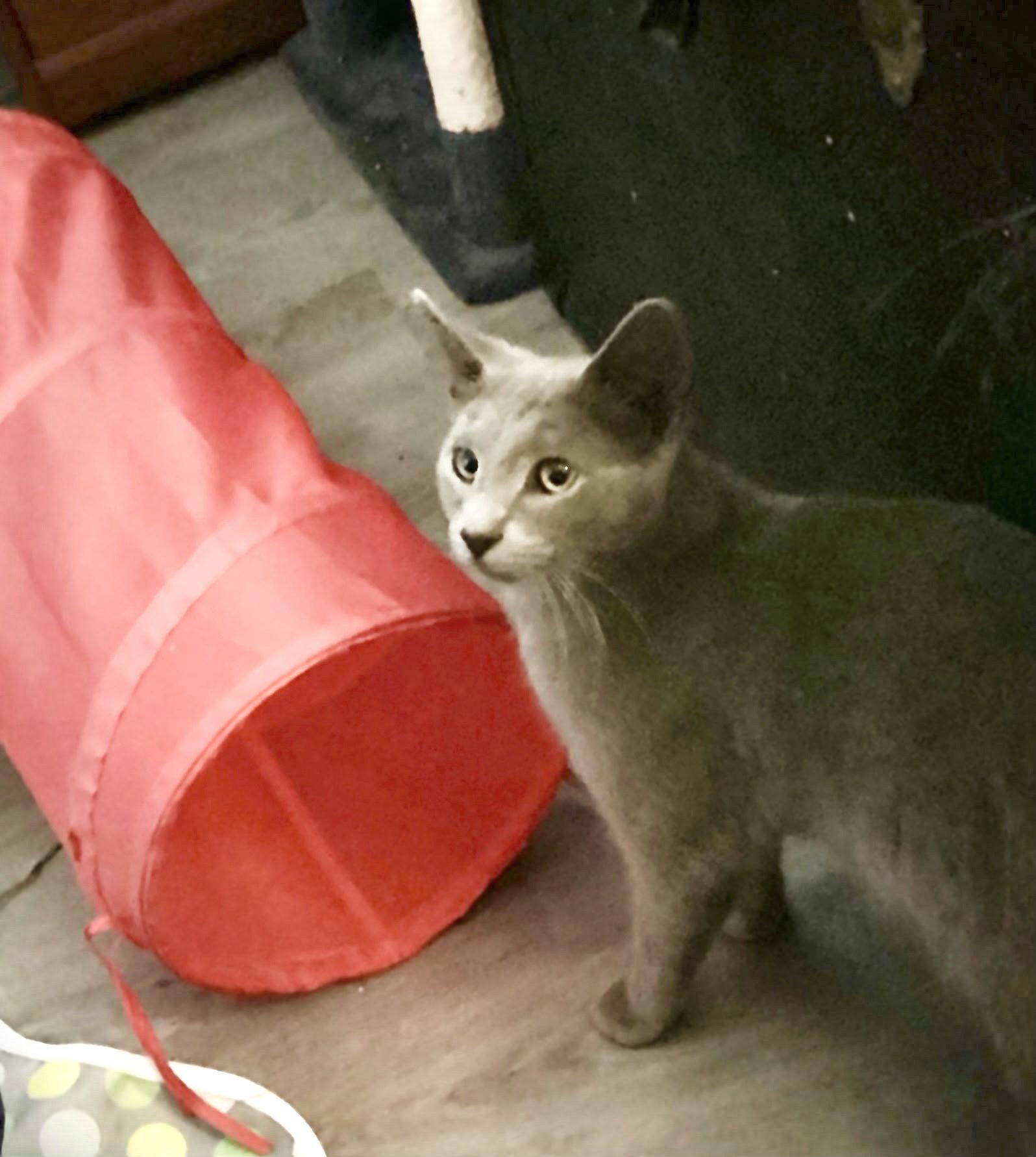 Enlarge Sterling, a Adopted Russian Blue in West Palm Beach, FL image 2/3