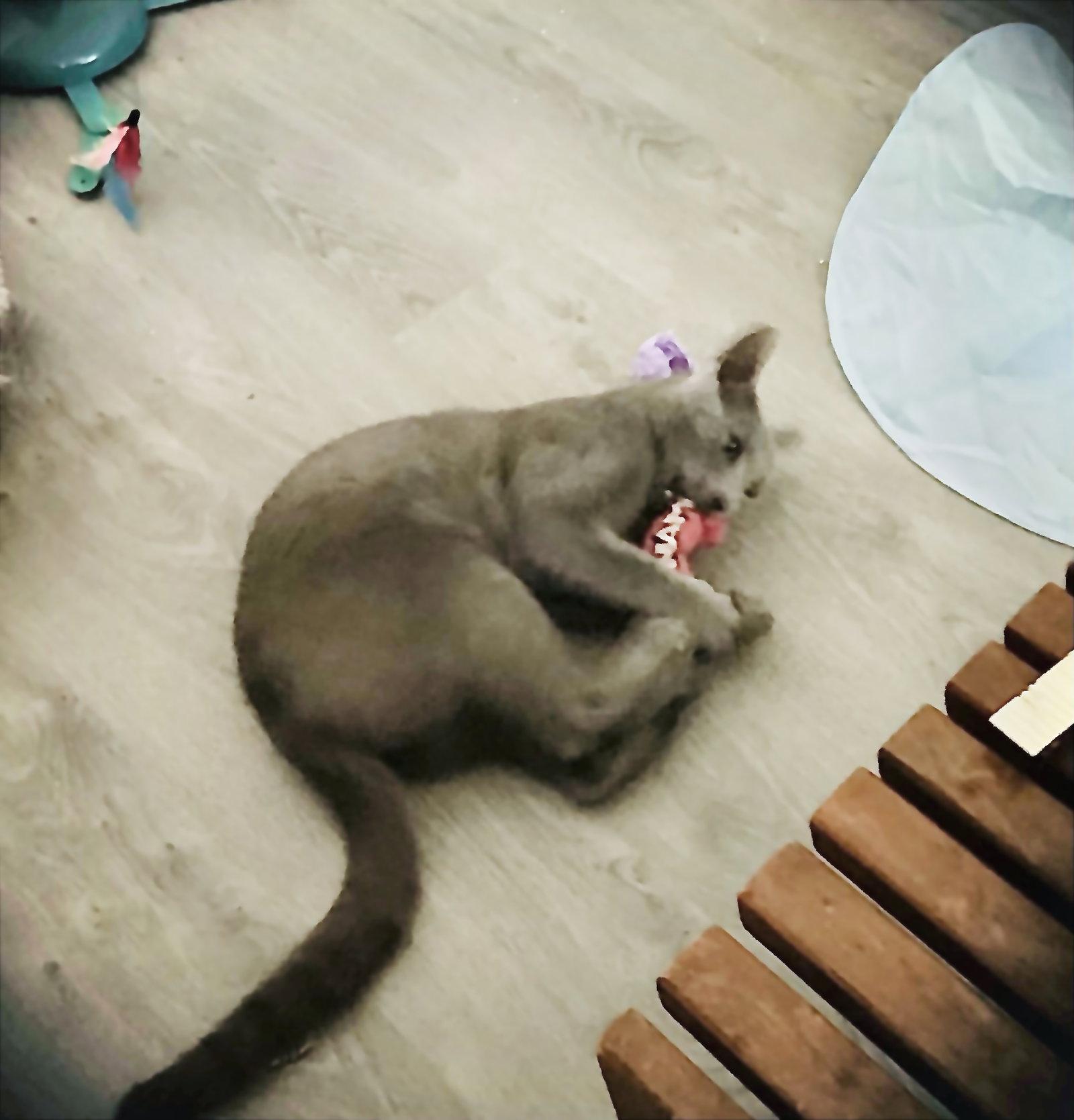 Enlarge Sterling, a Adopted Russian Blue in West Palm Beach, FL image 3/3