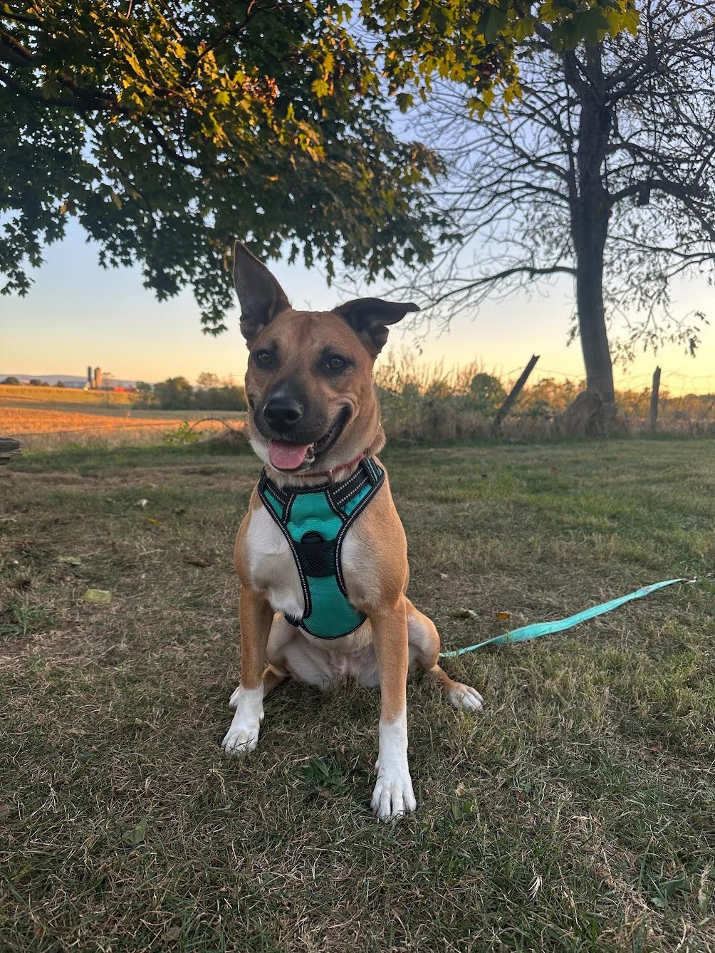 Nora, a Adoptable mixed breed in Charles Town, WV image 3/6