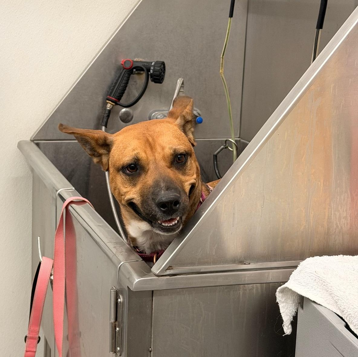 Nora, a Adoptable mixed breed in Charles Town, WV image 6/6