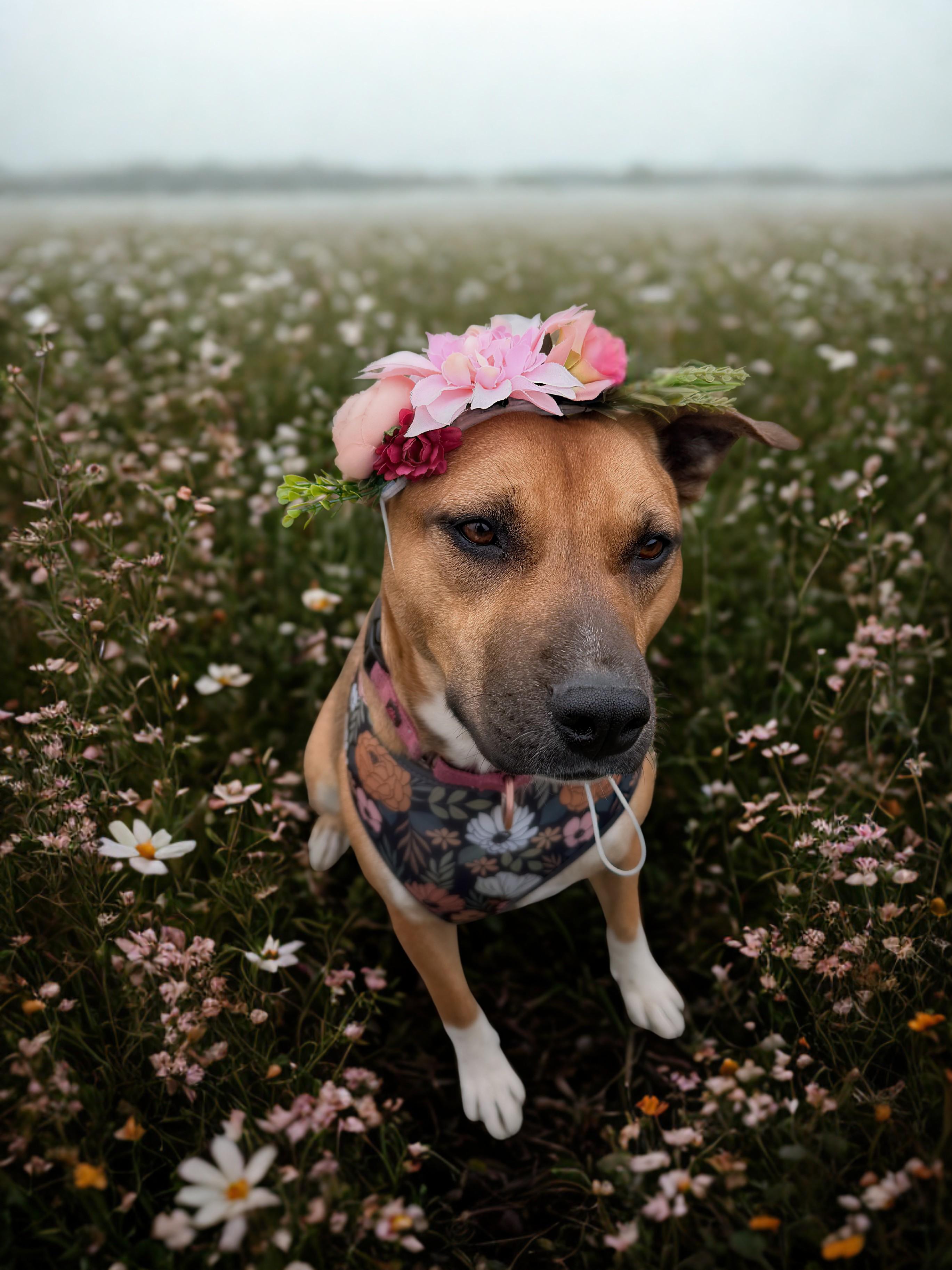 Nora, a Adoptable mixed breed in Charles Town, WV image 5/6