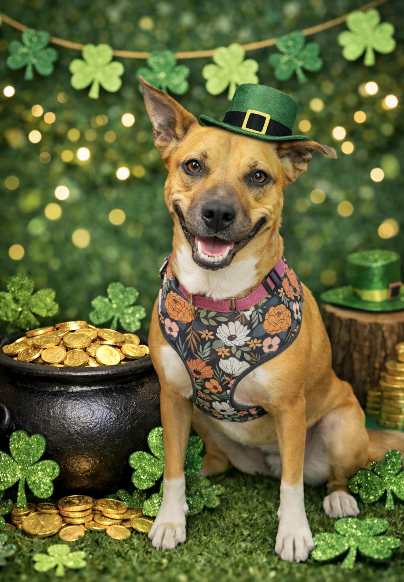 Nora, a Adoptable mixed breed in Charles Town, WV image 1/6