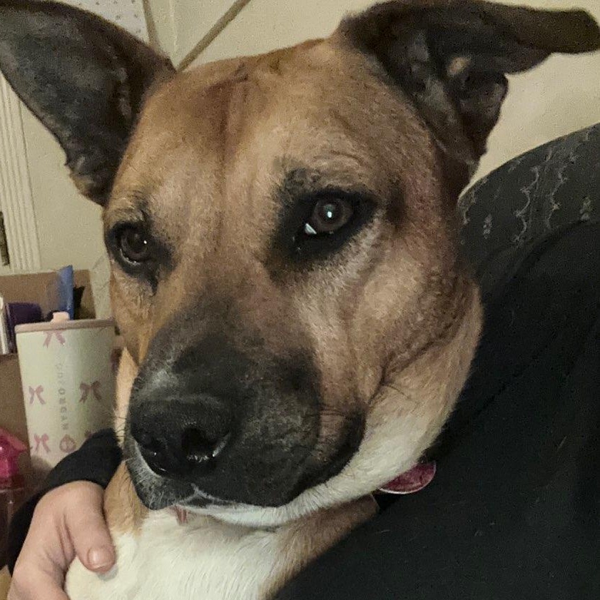 Nora, a Adoptable mixed breed in Charles Town, WV image 2/6