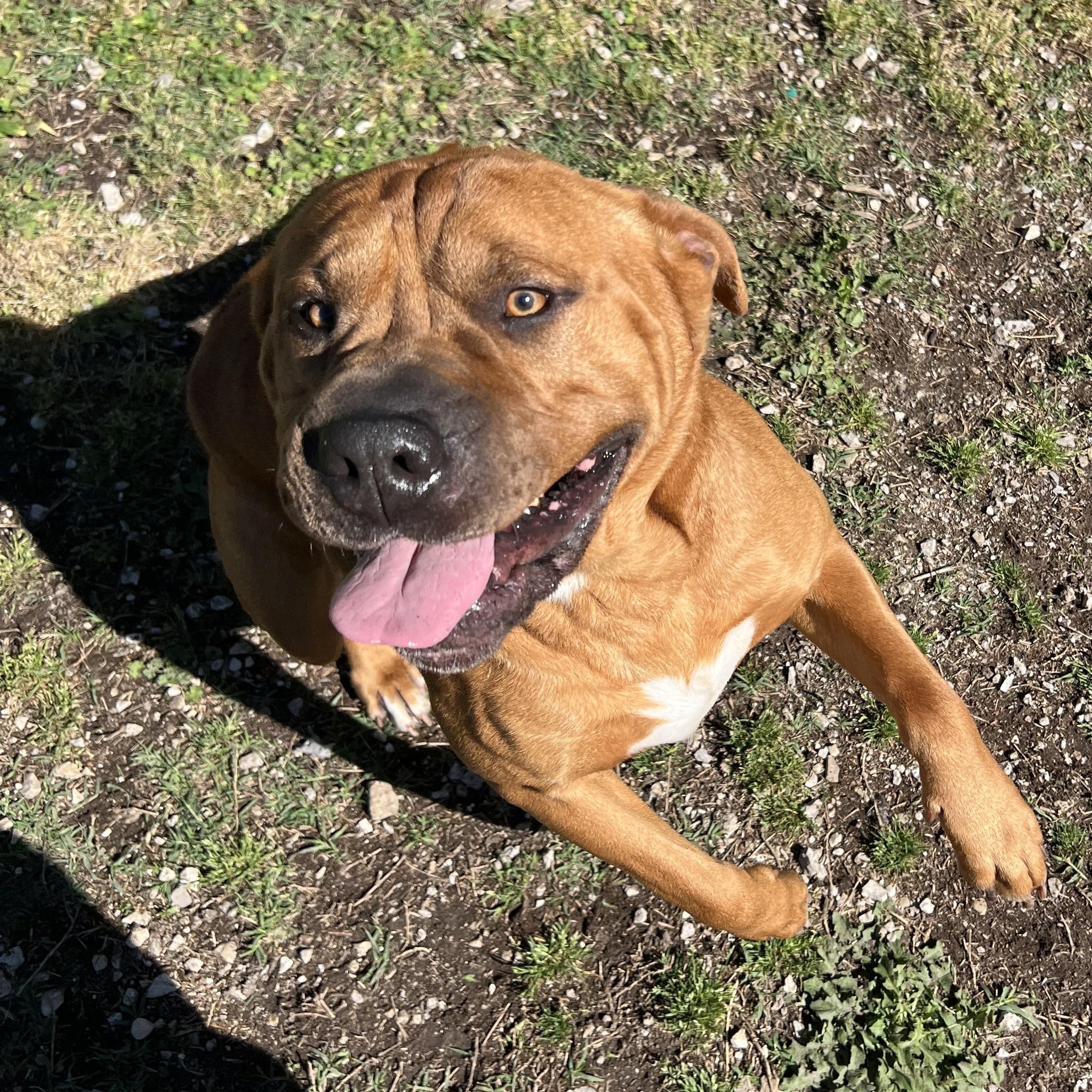 Enlarge Ward, a ADOPTABLE Shar-Pei in Hollister, MO image 3/3