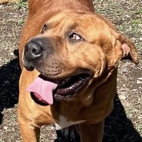 Enlarge Ward, a ADOPTABLE Shar-Pei in Hollister, MO image 2/3