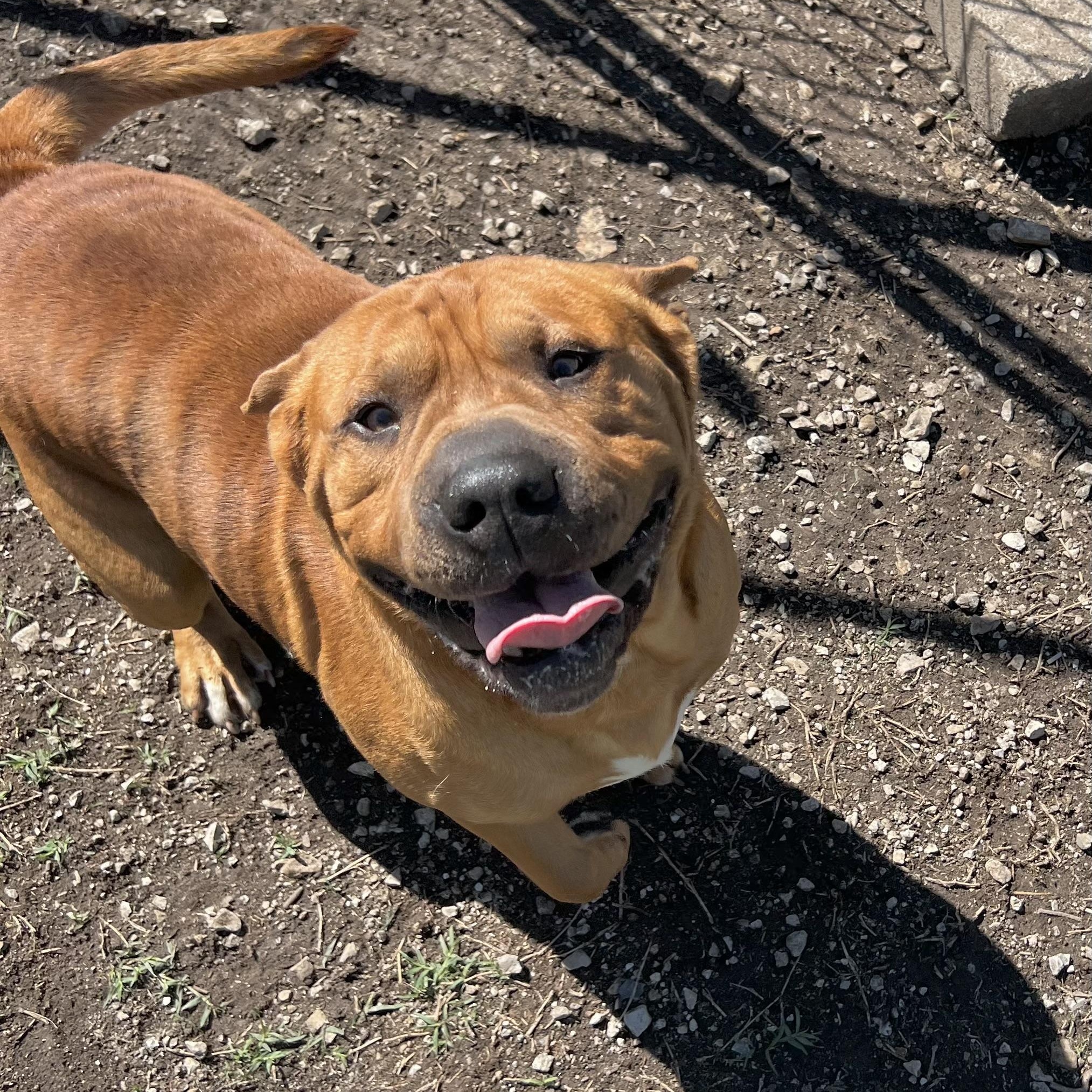 Ward, ADOPTABLE, Adult Male Shar-Pei.
