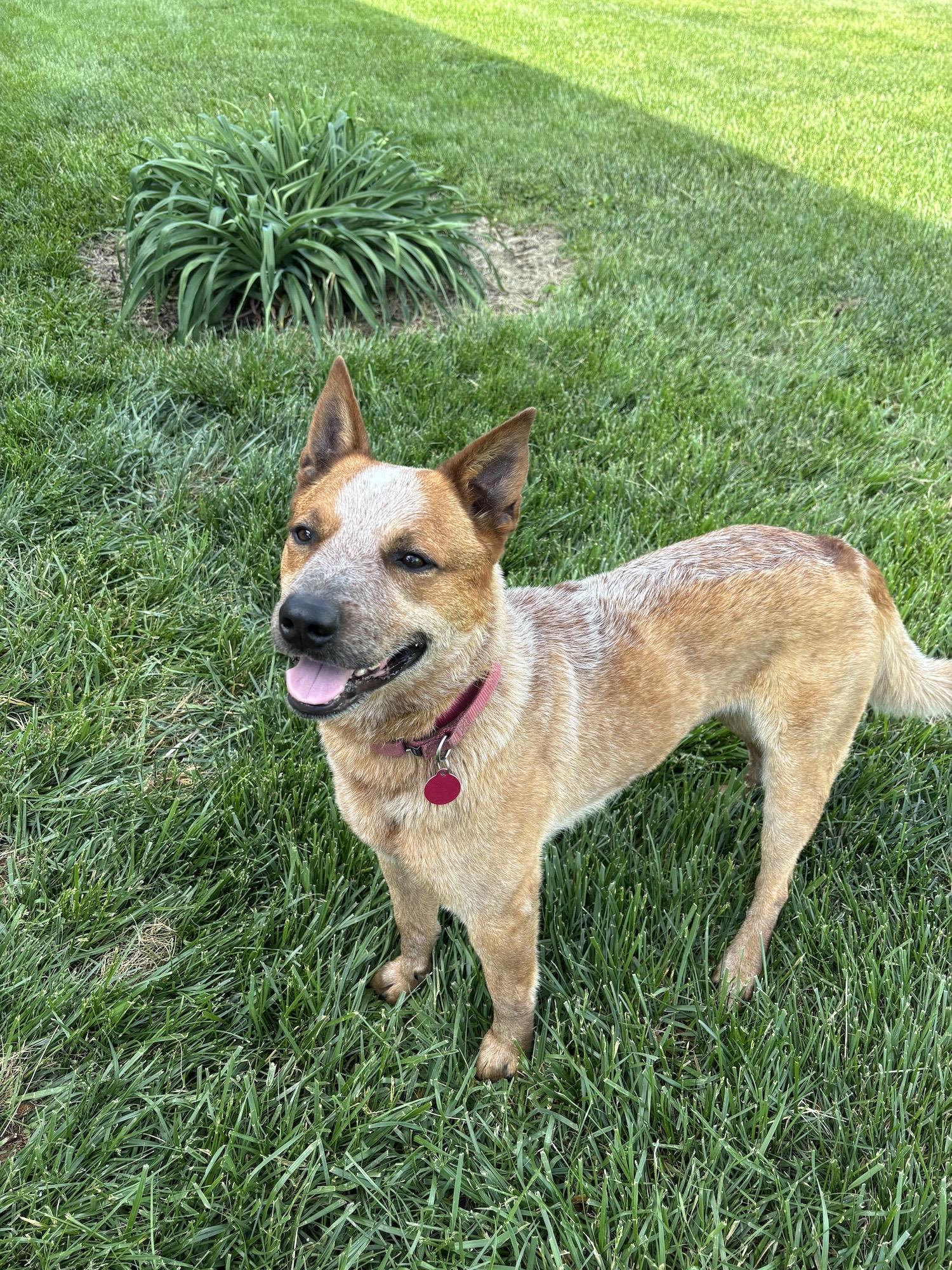 Deacon photo 4
