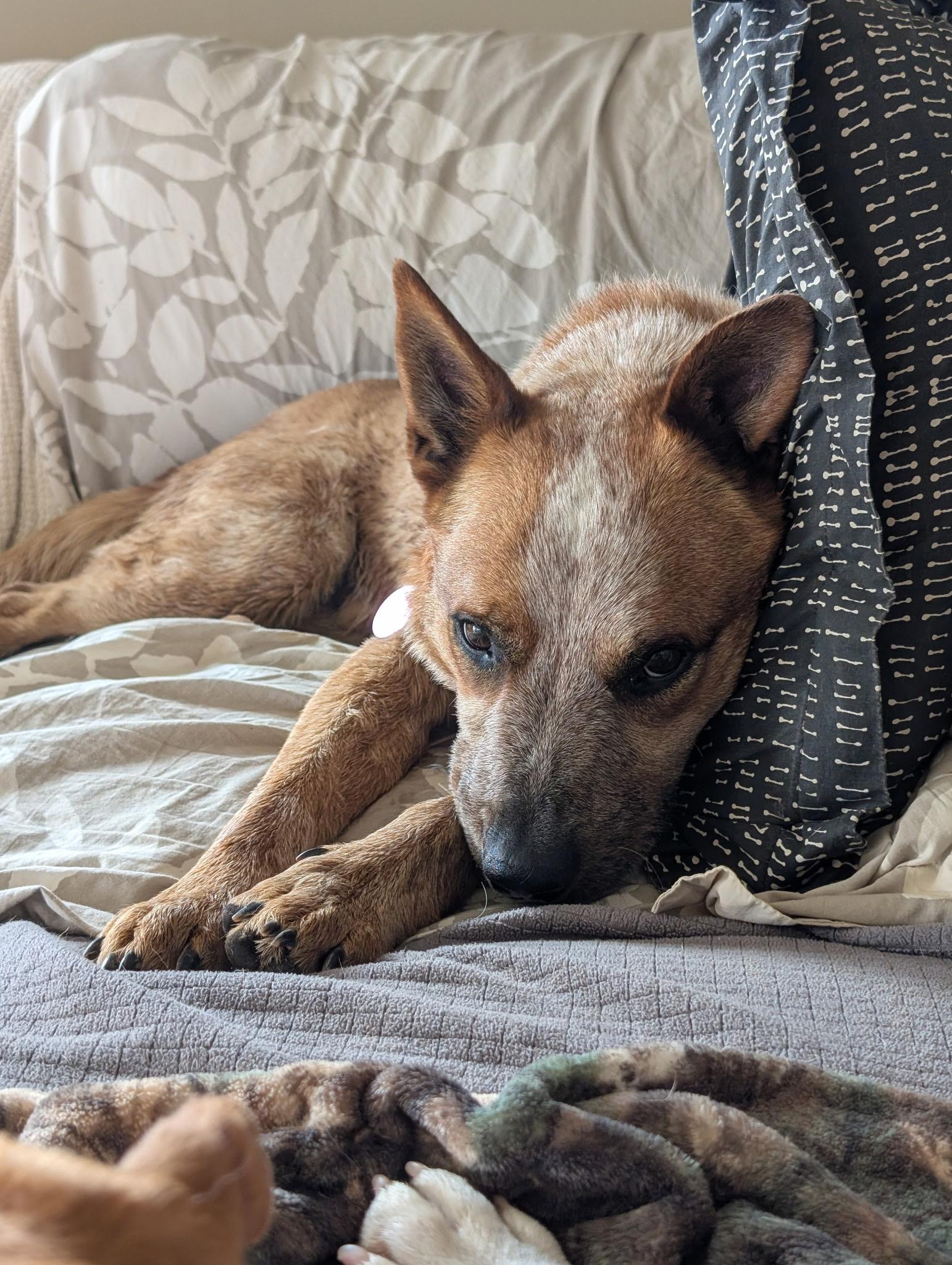 Deacon photo 2