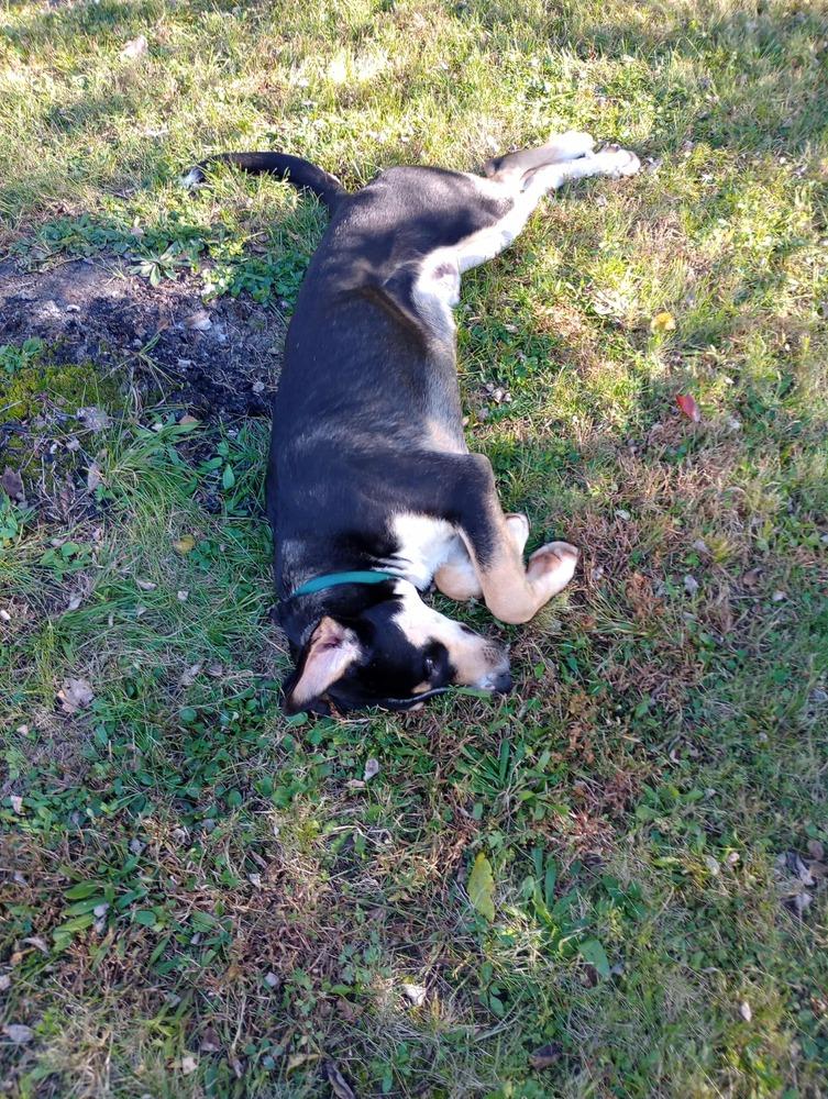 Sarge, Adoptable, Young Male Greater Swiss Mountain Dog.