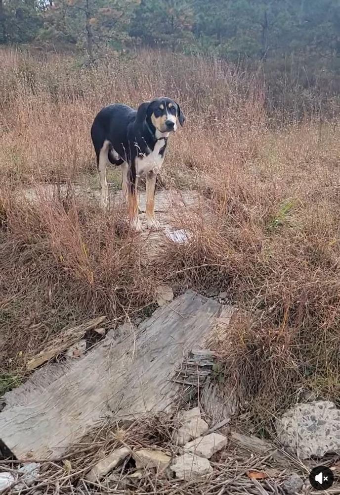 Enlarge Sarge, a Adoptable mixed breed in Auburn, PA image 2/3