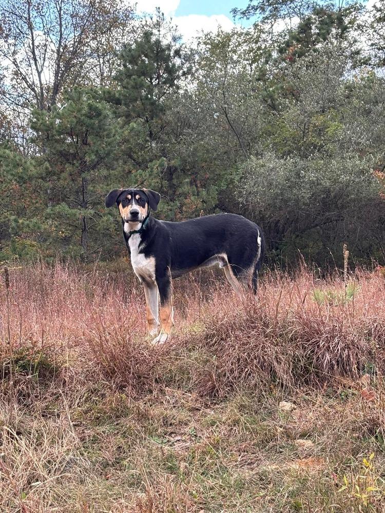 Enlarge Sarge, a Adoptable mixed breed in Auburn, PA image 3/3