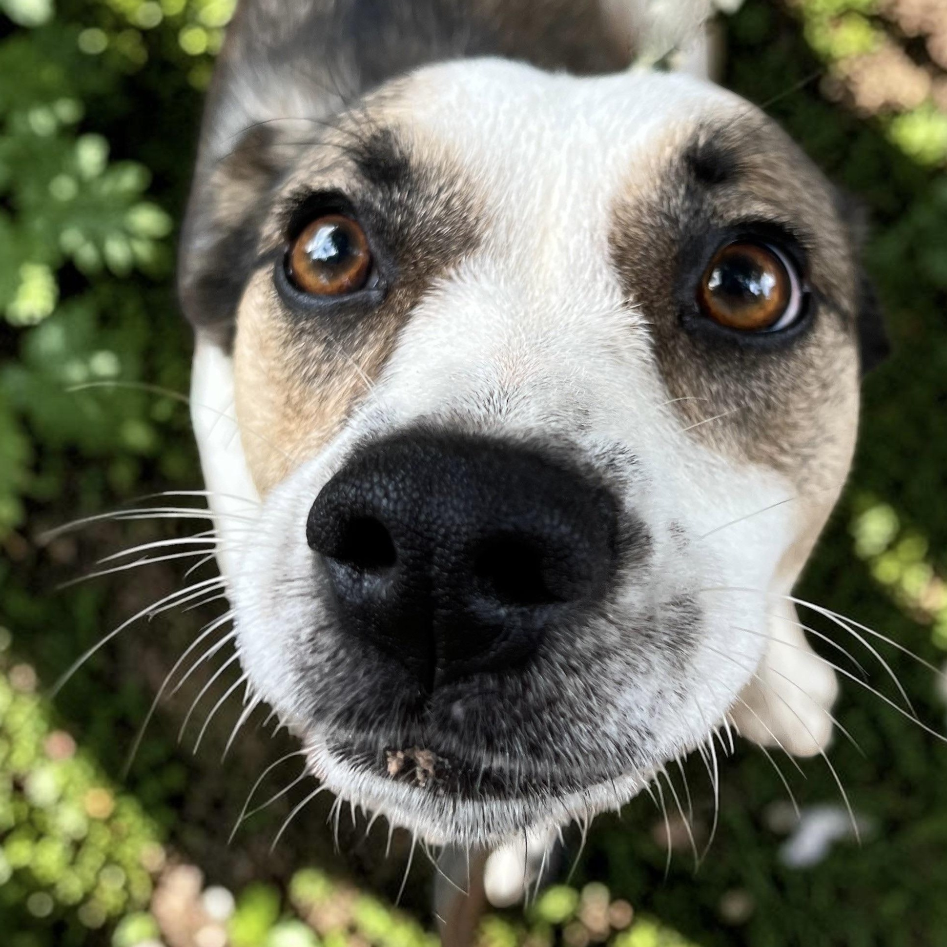 Macie, an adopted mixed breed in Cedar Mountain, NC image 6/6