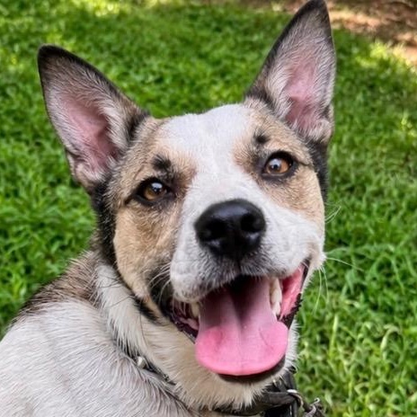 Macie, an adopted mixed breed in Cedar Mountain, NC image 5/6