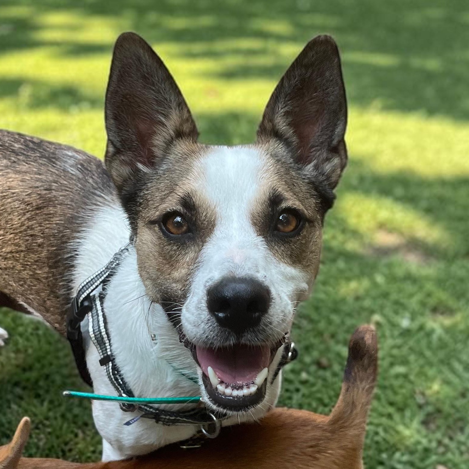 Macie, adopted, Young Female Foxhound & Corgi.