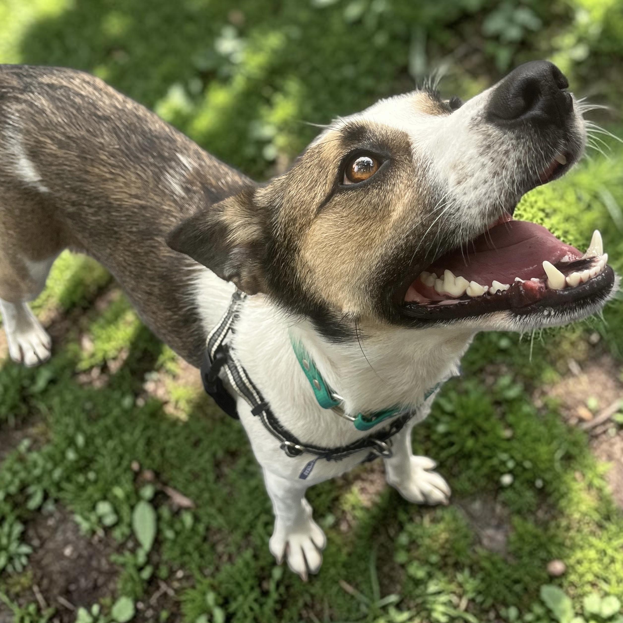 Macie, an adopted mixed breed in Cedar Mountain, NC image 4/6
