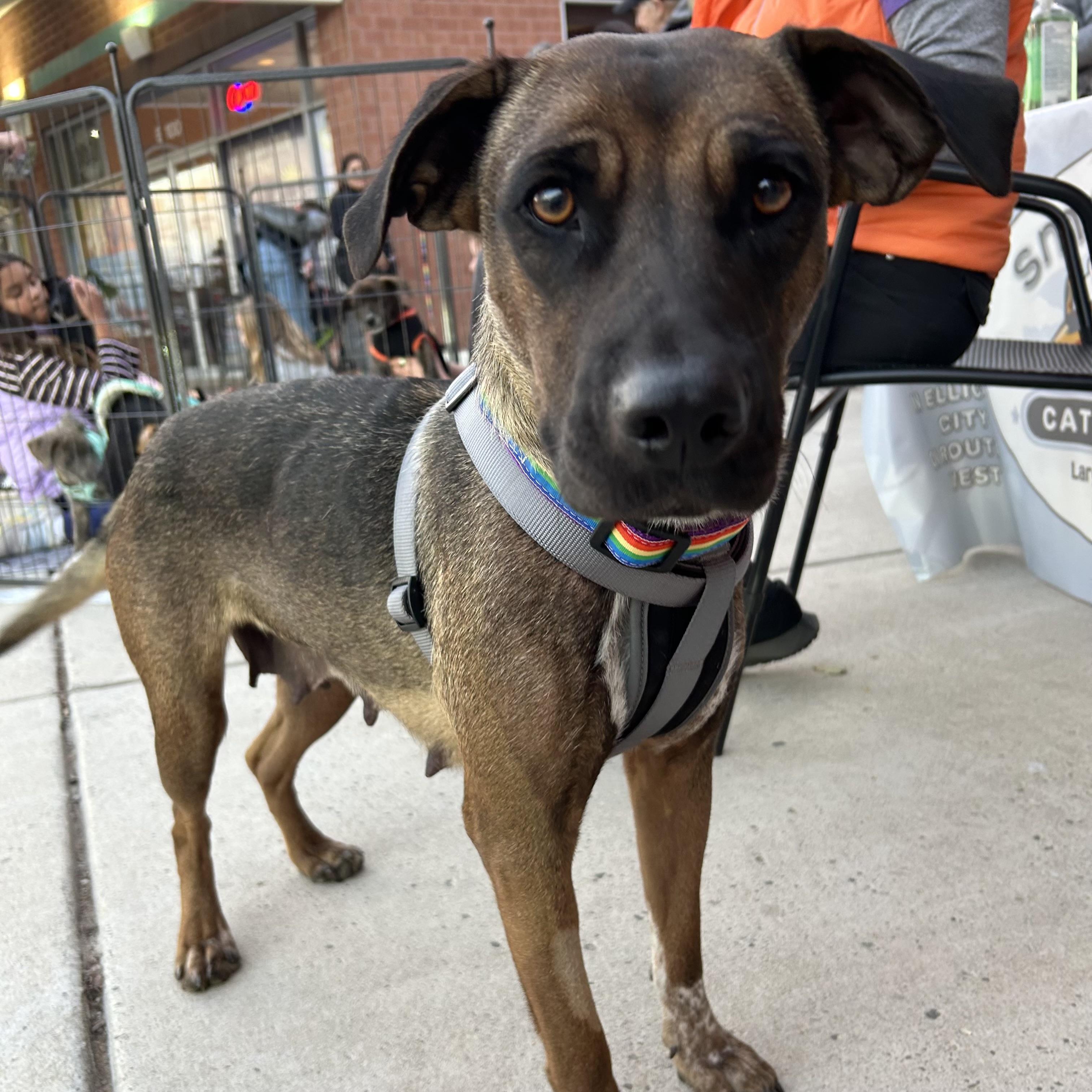 Canela, a Adoptable mixed breed in Ellicott City, MD image 1/5