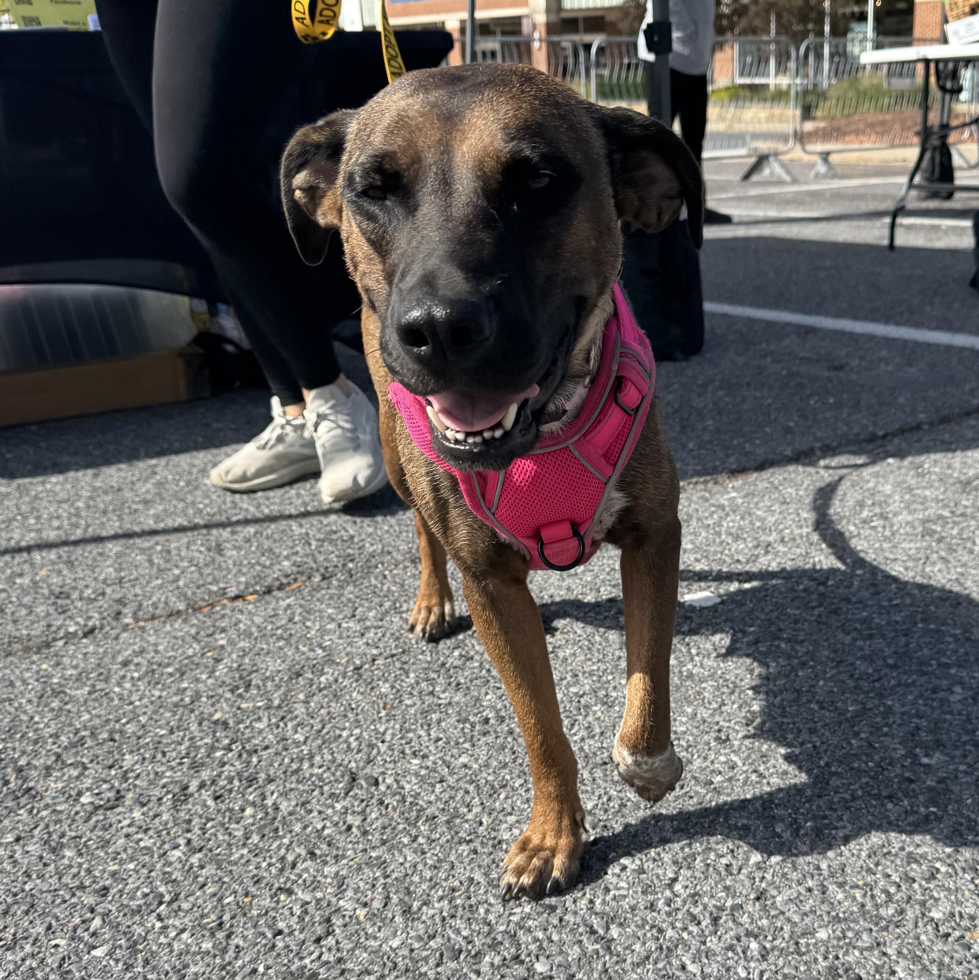 Canela, a Adoptable mixed breed in Ellicott City, MD image 3/5
