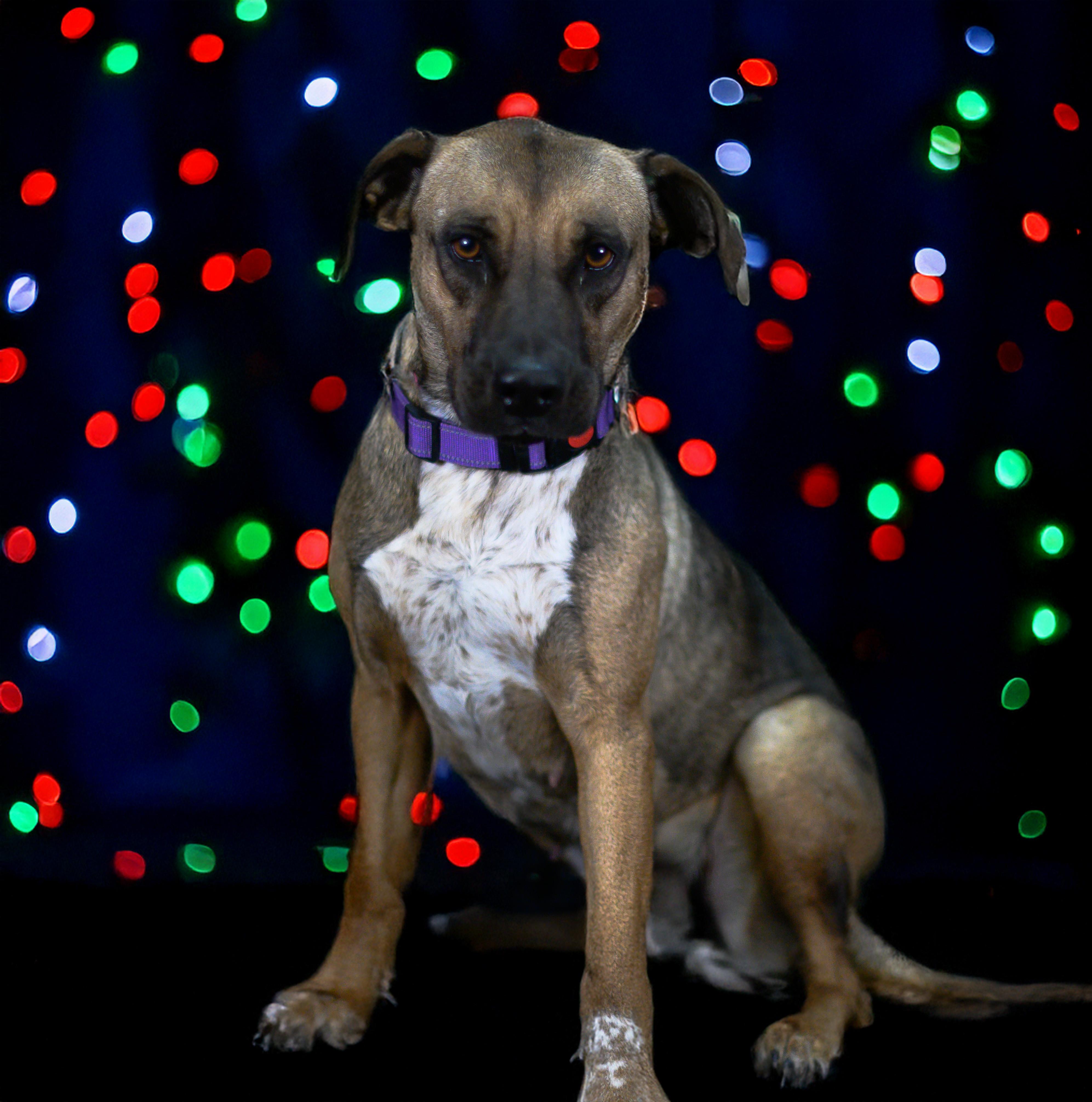 Canela, Adoptable, Adult Female Hound.