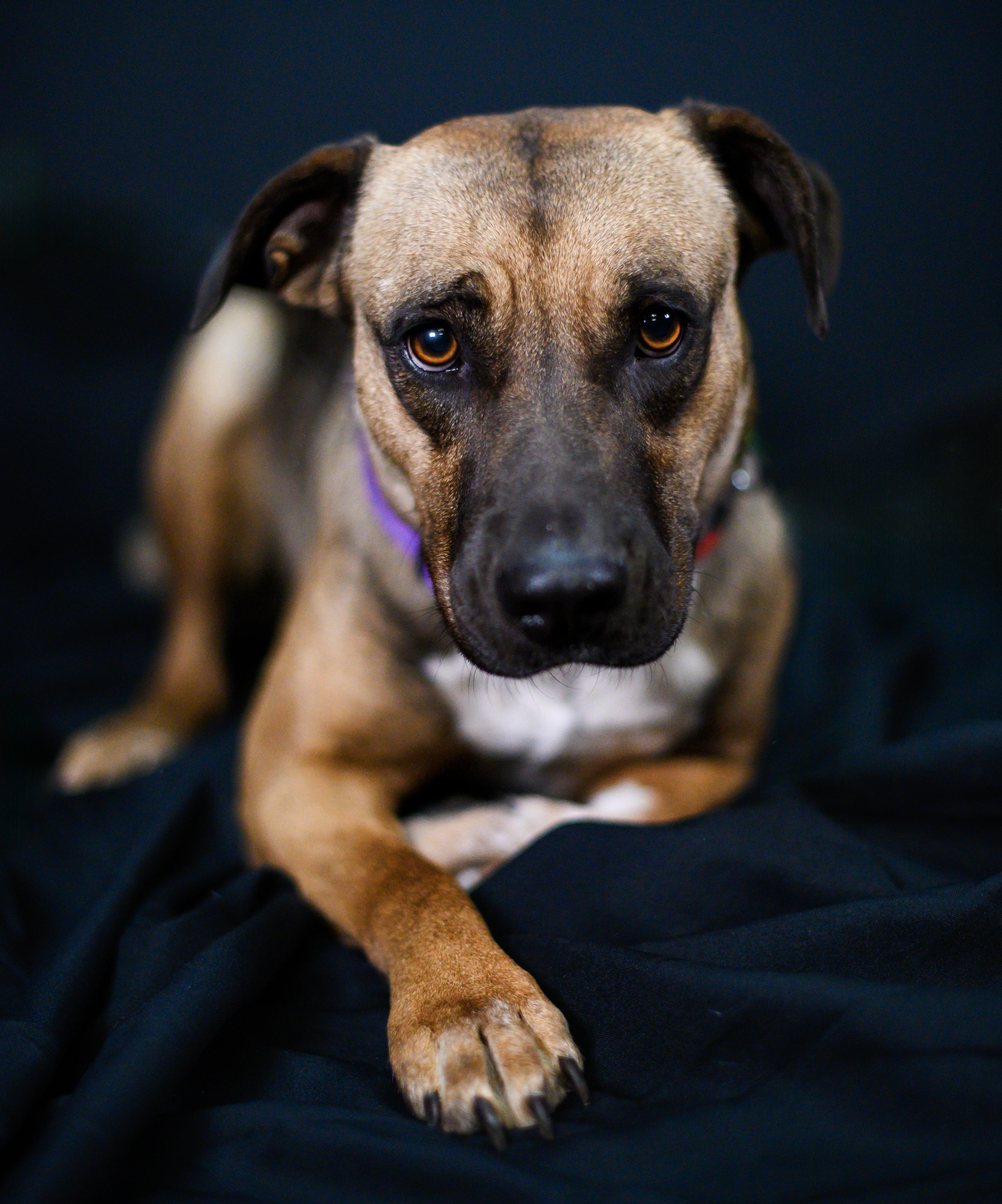 Enlarge Canela, a Adoptable mixed breed in Ellicott City, MD image 6/6
