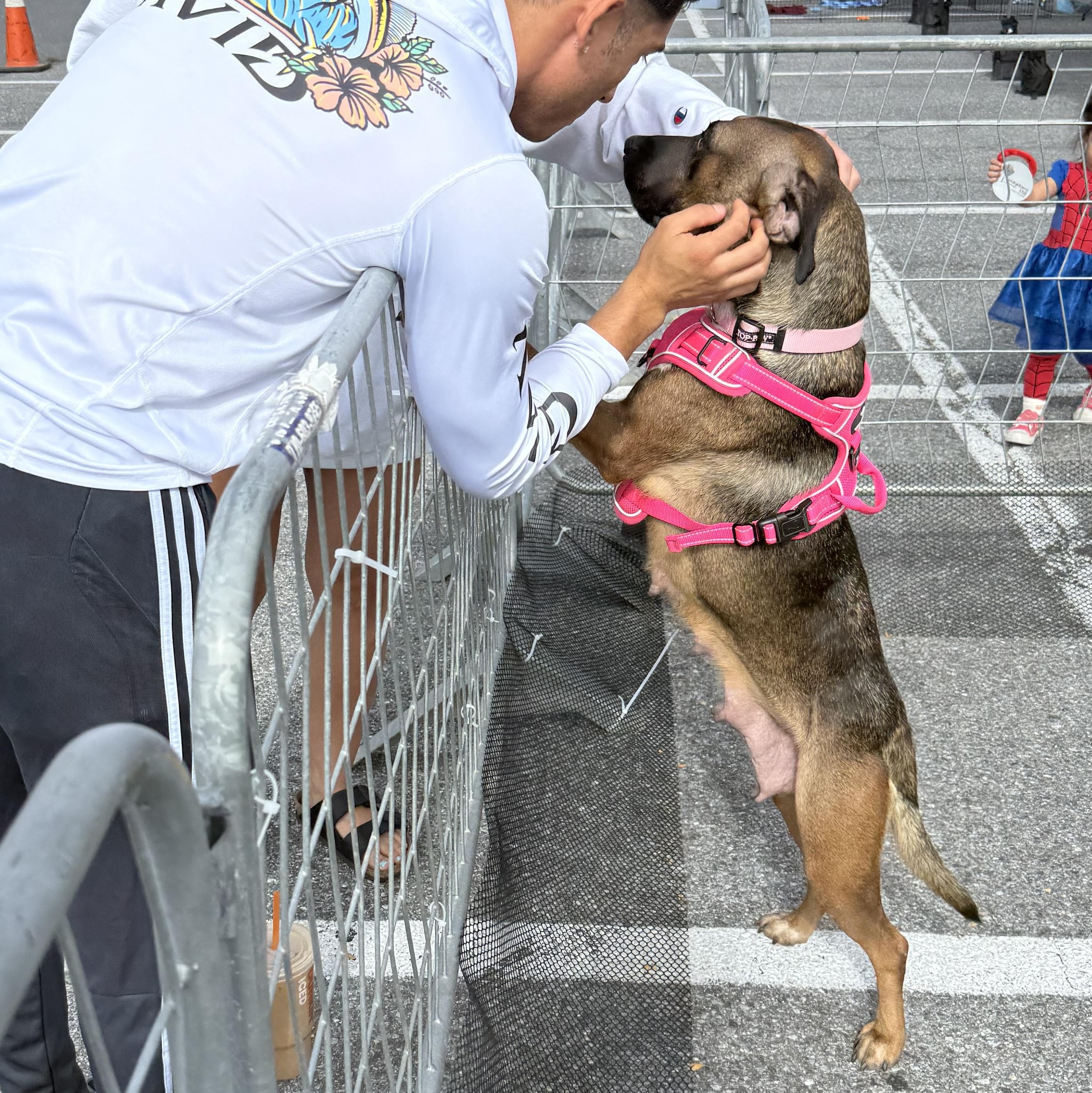 Canela, a Adoptable mixed breed in Ellicott City, MD image 2/5
