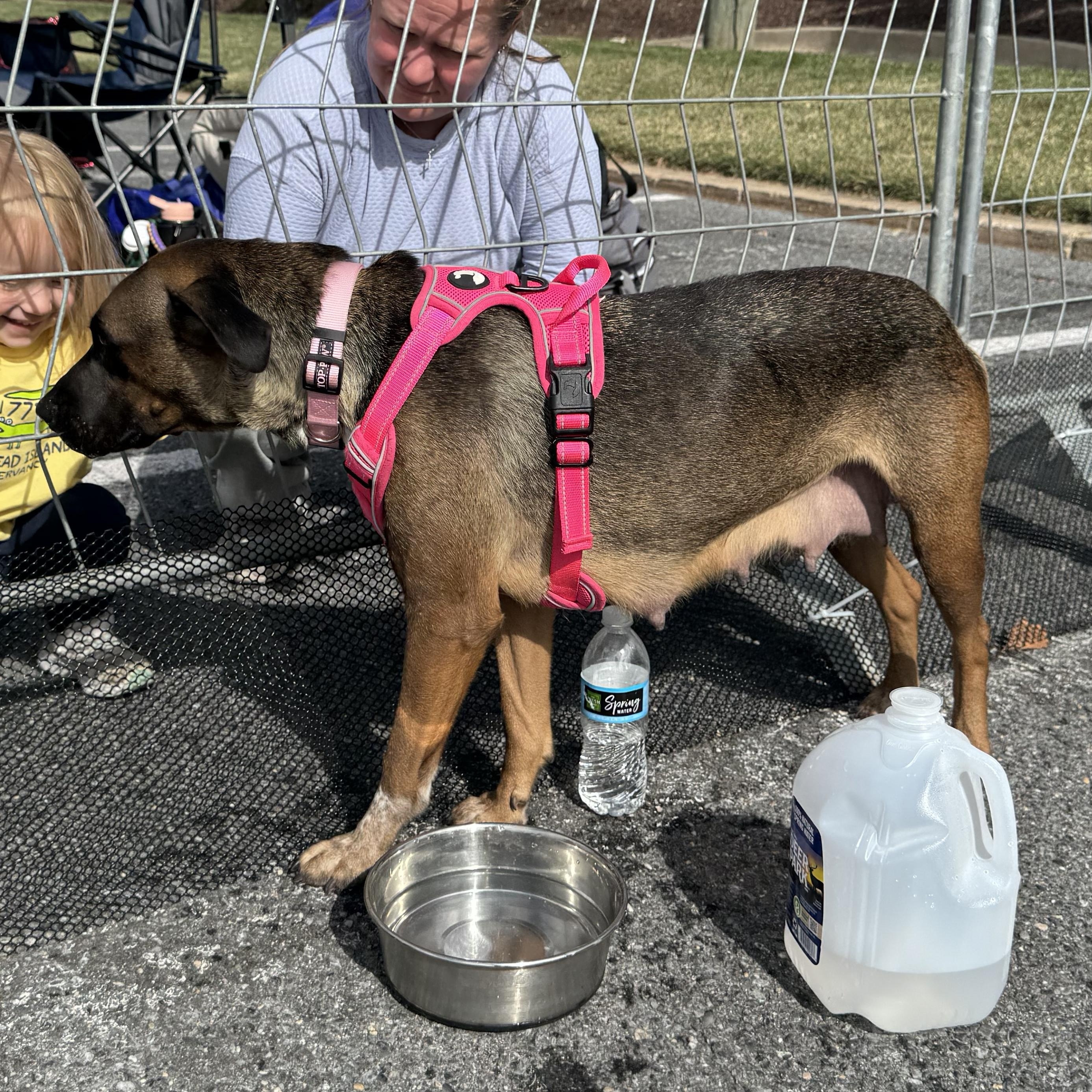 Canela, a Adoptable mixed breed in Ellicott City, MD image 4/5