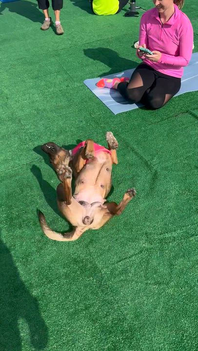 Enlarge Canela, a Adoptable mixed breed in Ellicott City, MD video 5/5