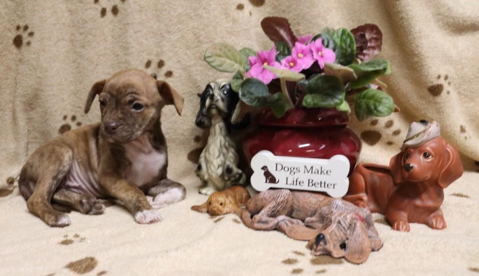 Mrs. Claus, adopted, Puppy Female Chihuahua.