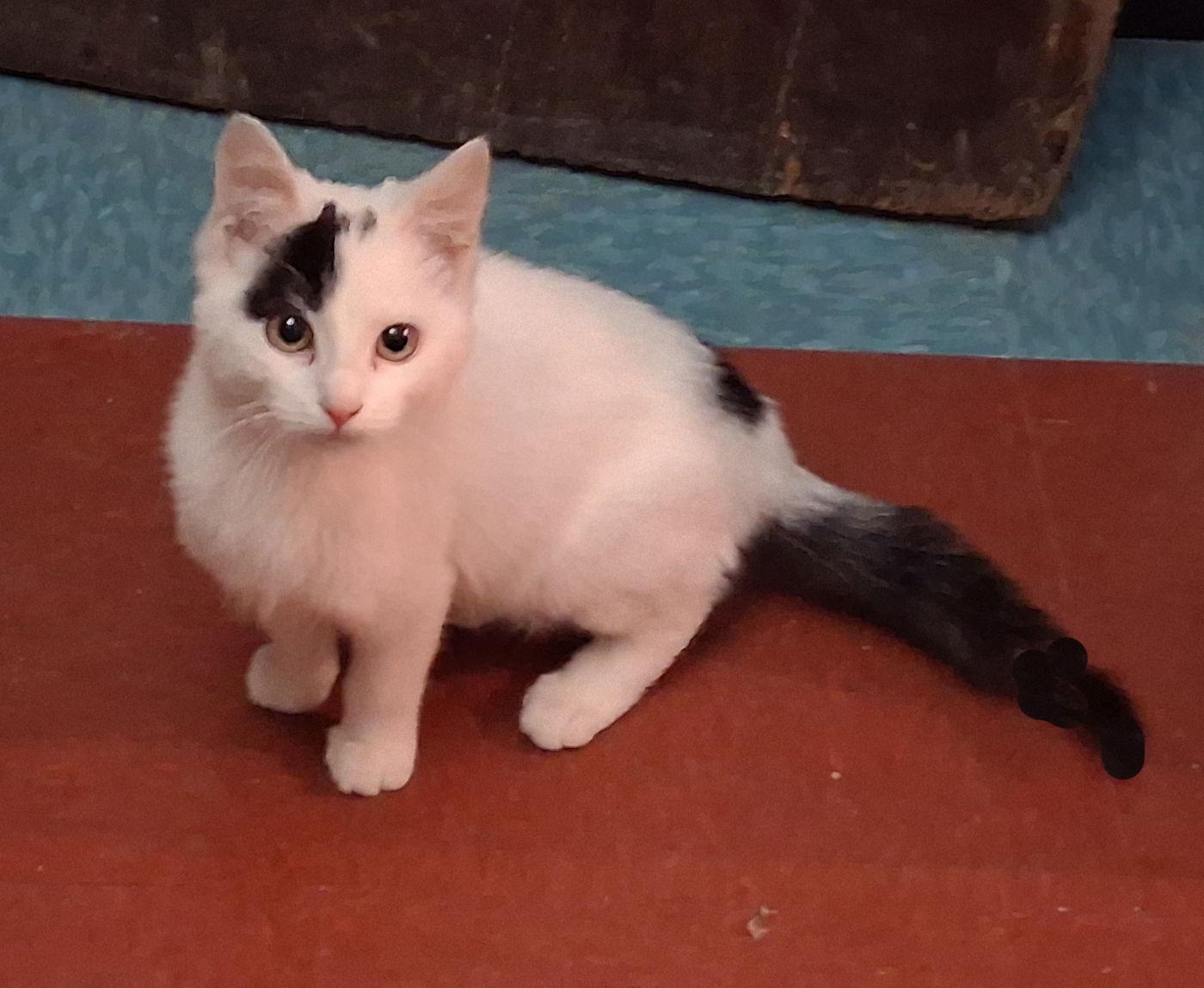 Kokomo, Adoptable, Kitten Male Domestic Medium Hair.