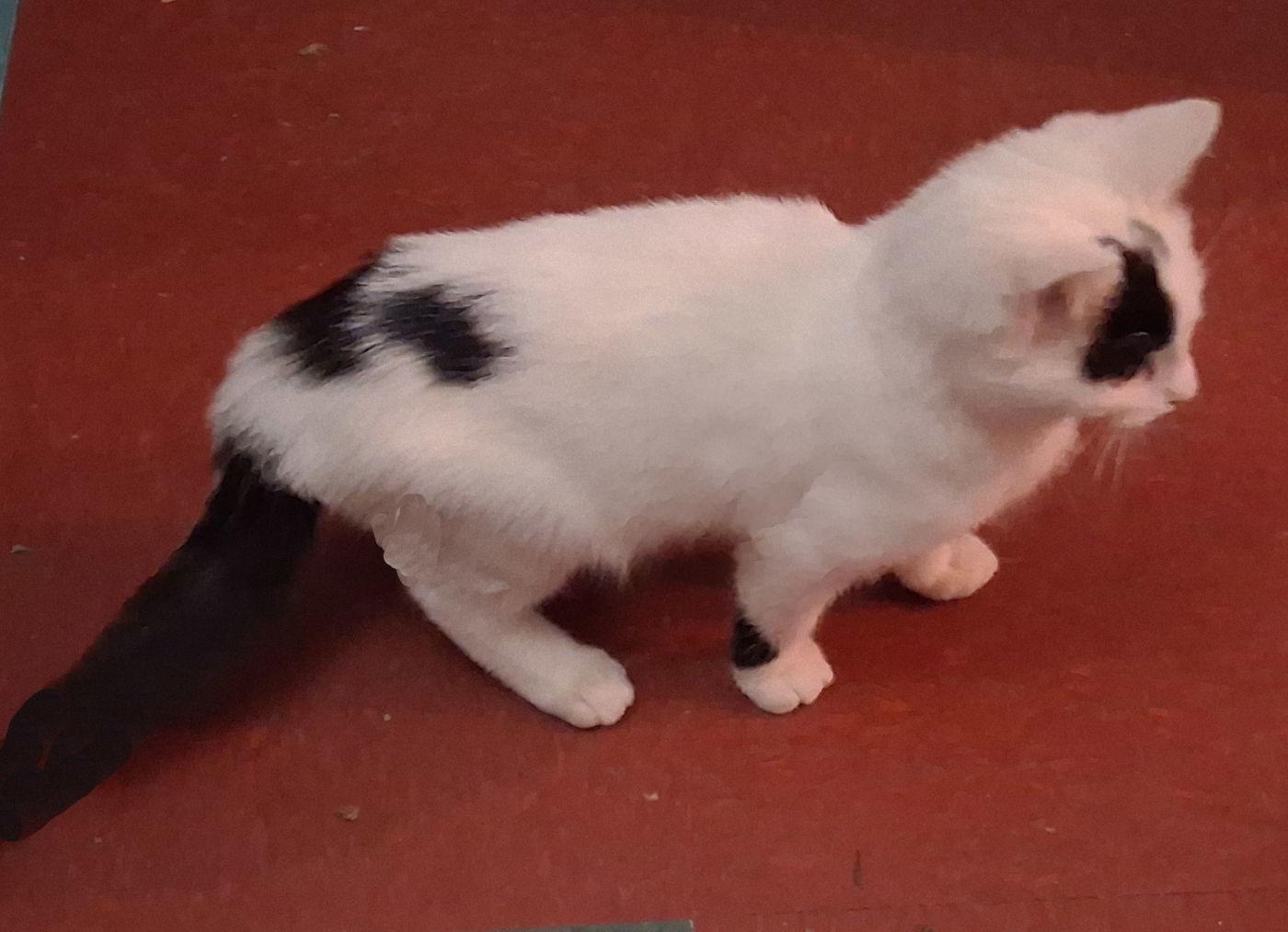 Enlarge Kokomo, a Adoptable Domestic Medium Hair in Mcconnelsville, OH image 2/3