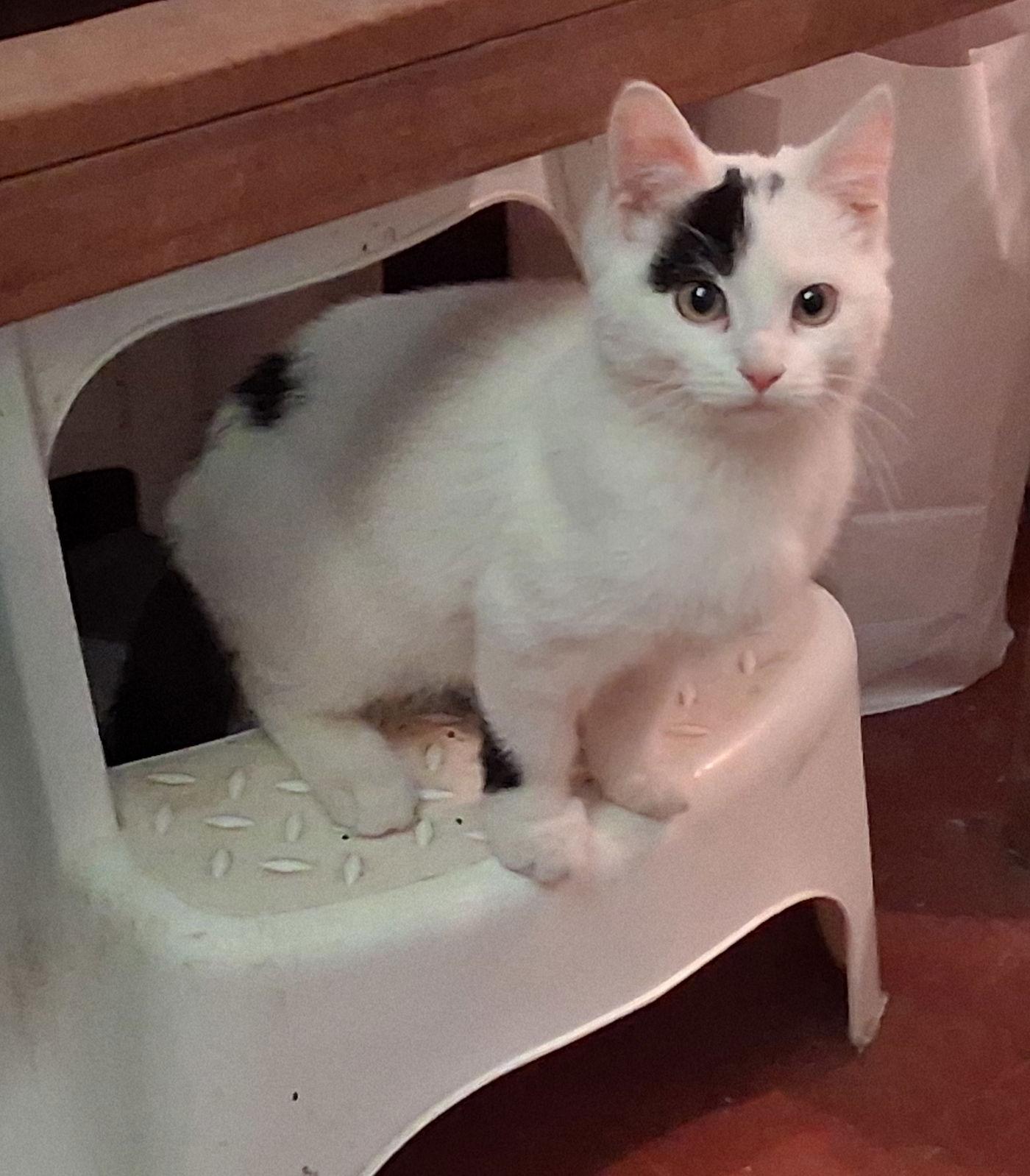 Enlarge Kokomo, a Adoptable Domestic Medium Hair in Mcconnelsville, OH image 3/3