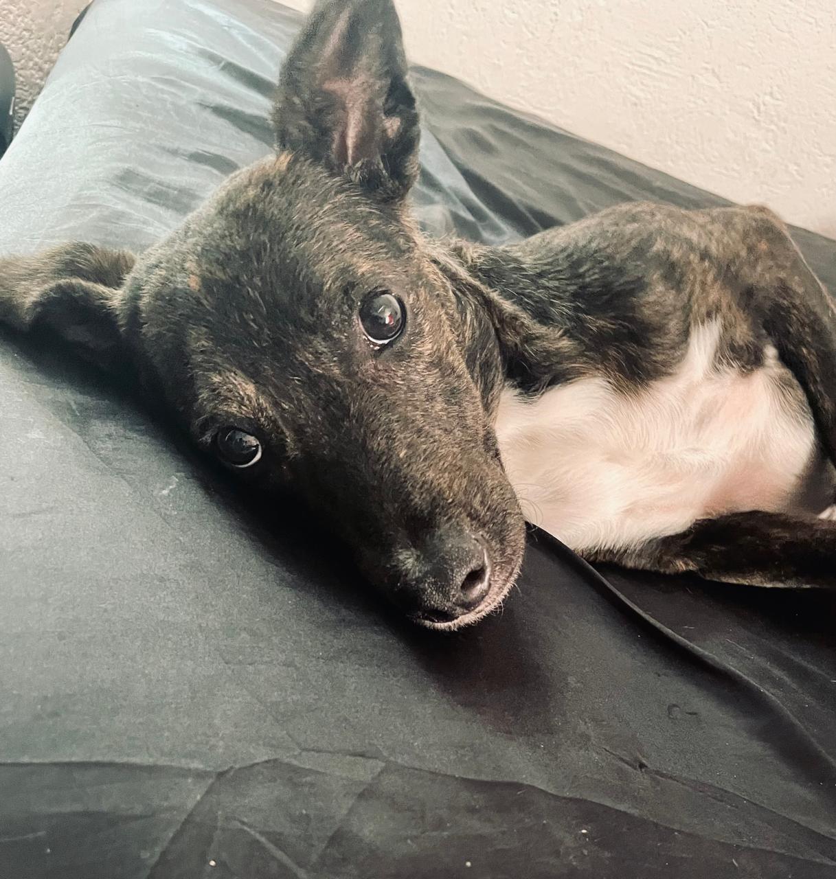 Balam, an adoptable Whippet, Rat Terrier in North Vancouver, BC, V7L 2E5 | Photo Image 2