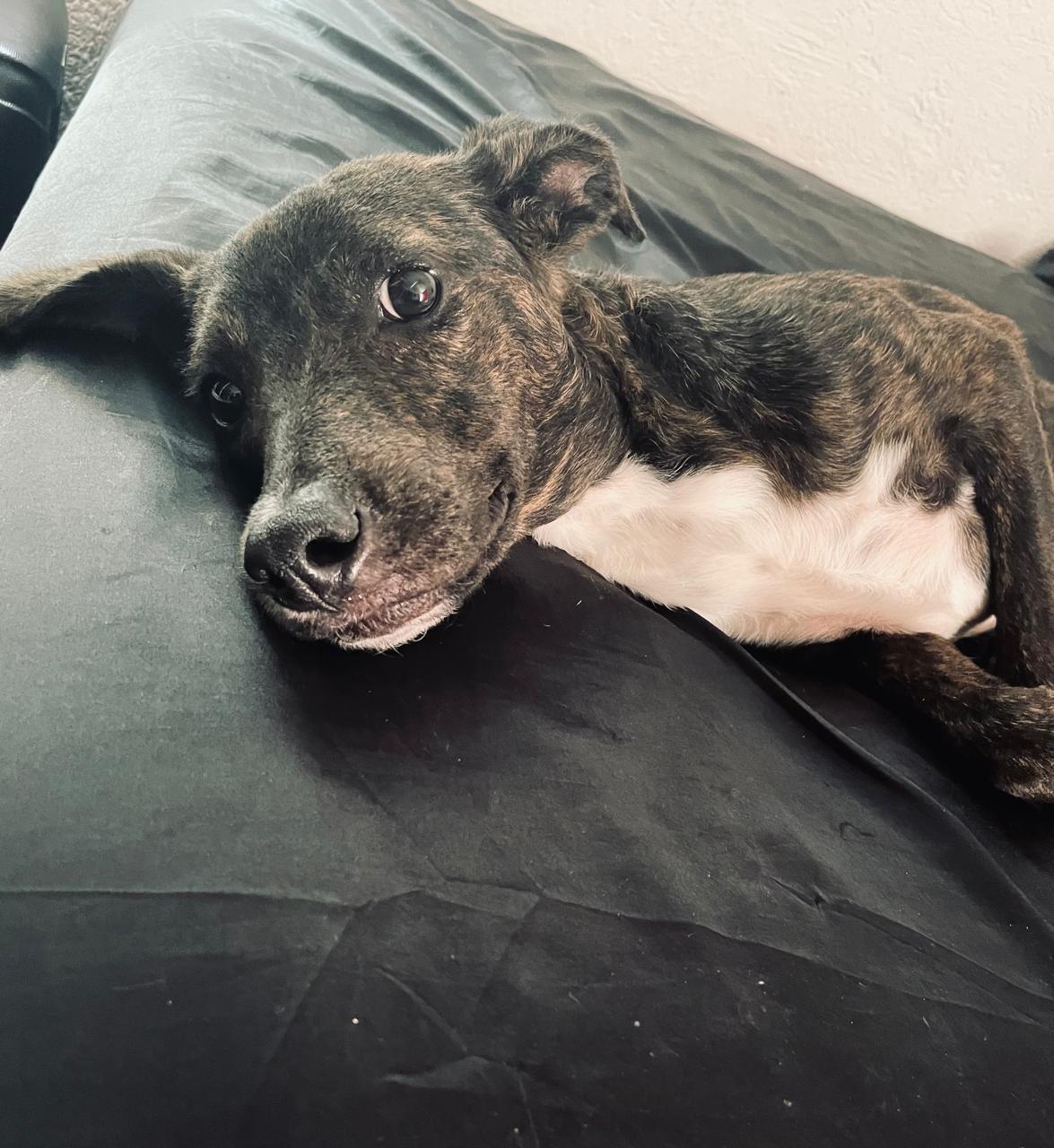 Balam, an adoptable Whippet, Rat Terrier in North Vancouver, BC, V7L 2E5 | Photo Image 1