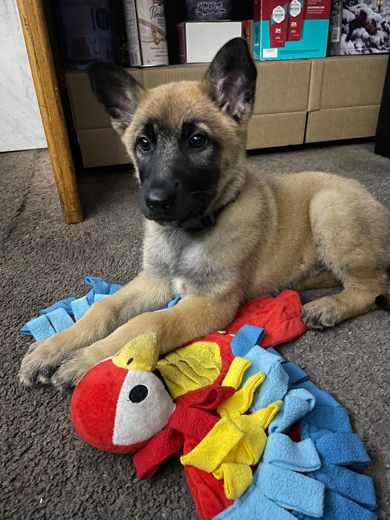 Enlarge Zeni, a Adopted Belgian Shepherd / Malinois in Vancouver, WA image 1/6