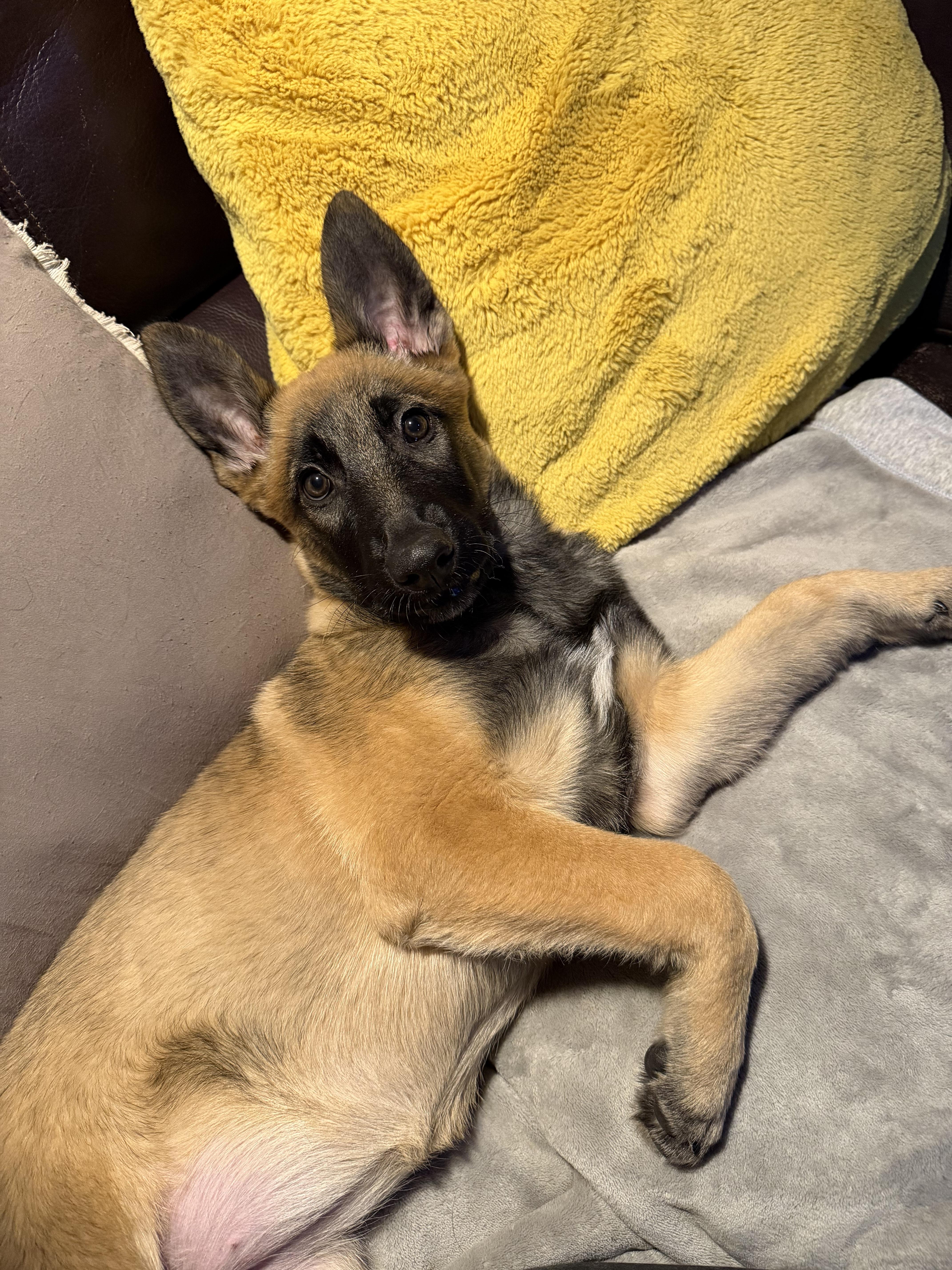 Enlarge Zeni, a Adopted Belgian Shepherd / Malinois in Vancouver, WA image 2/6